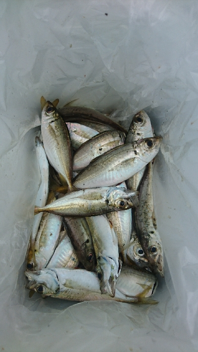 鯵の飲ませでまさかの