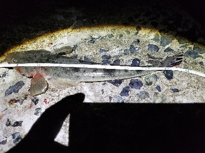 厚東川河口にて