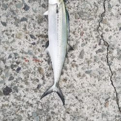 ハマチ2本掛け！