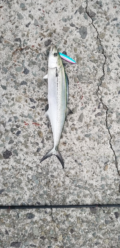 ハマチ2本掛け！