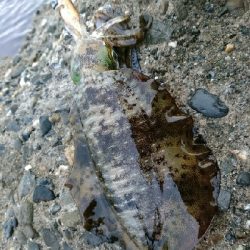 幸先のいいスタート