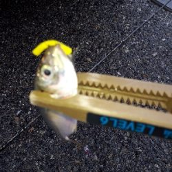 台風後のポイント調査