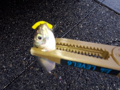 台風後のポイント調査