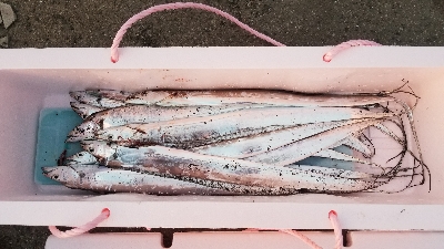 太刀魚　ウキ釣り　