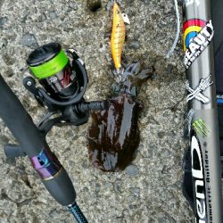 ミニアオリに囲まれて