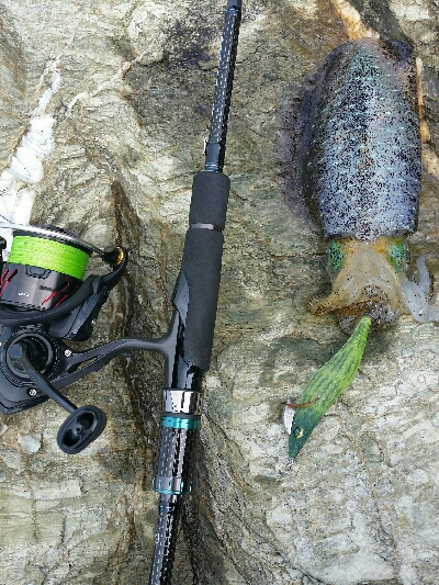 ナイスサイズ❕アオリ