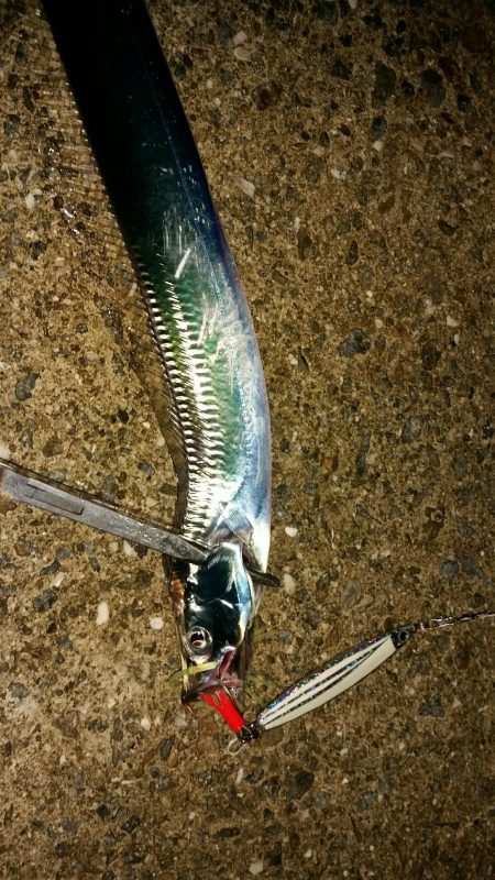 今期初タチウオ