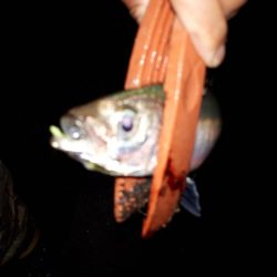 アジングいい感じ