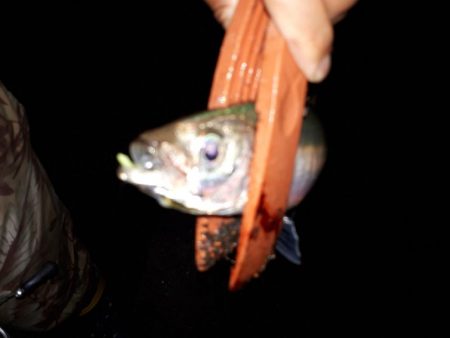 アジングいい感じ