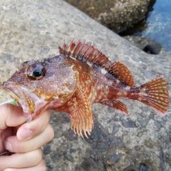 アラカブ[カサゴ]