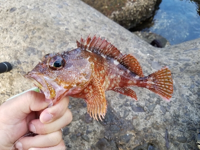 アラカブ[カサゴ]