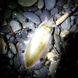 浜でアオリイカ