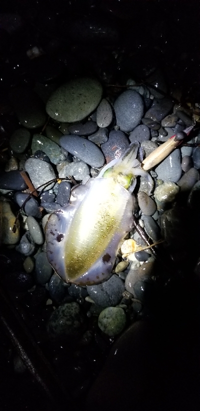 浜でアオリイカ