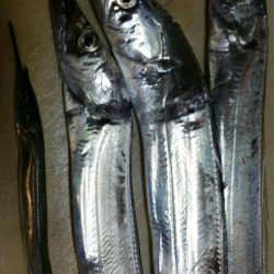 タチウオジャンプ