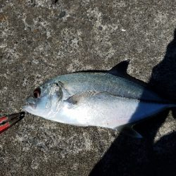 エバことギンガメアジ