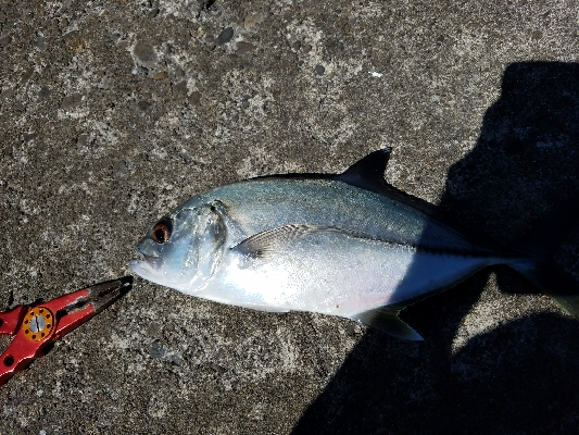 エバことギンガメアジ