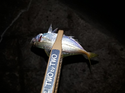 おひさの淡路島キャンプ