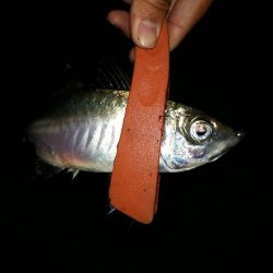 いい感じアジング