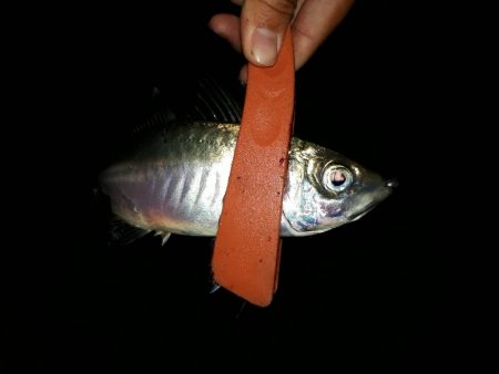 いい感じアジング