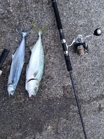 青物求めて連戦