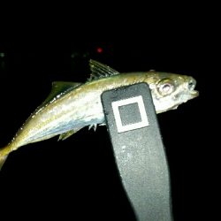 香住遠征アジング