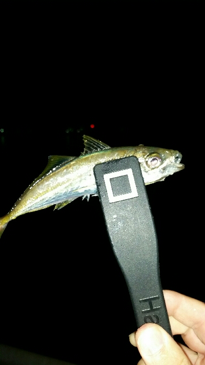 香住遠征アジング