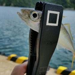 香住アジング遠征No2