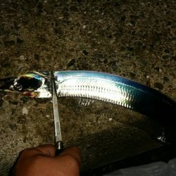 連日好釣のタチウオ