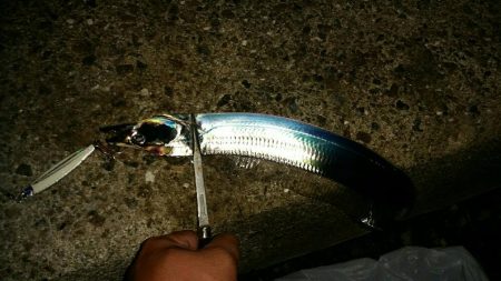 連日好釣のタチウオ