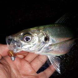 雨でもアジング