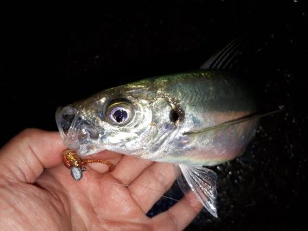 雨でもアジング