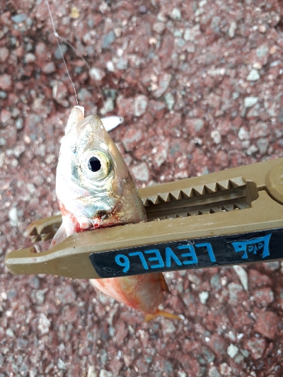 アジングはでがたく