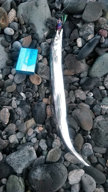 タチウオ釣れてます