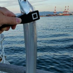 南港タチウオ調査NO1