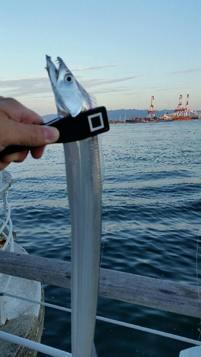 南港タチウオ調査NO1