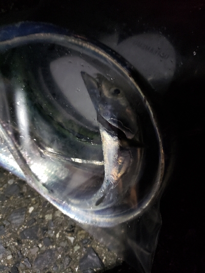 今シーズン初タチウオ釣行