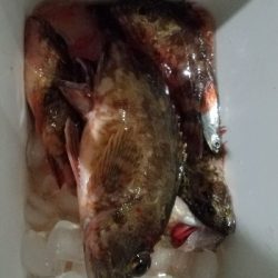 太刀魚釣り ~久し振りに満足~