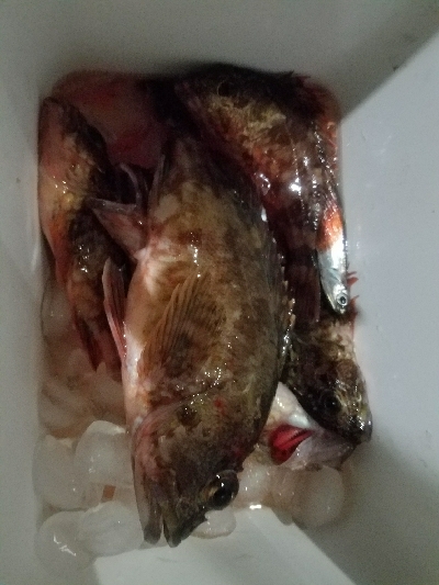 太刀魚釣り ~久し振りに満足~