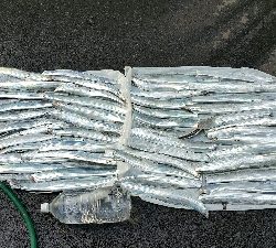 海上釣堀からの神戸タチウオ釣り