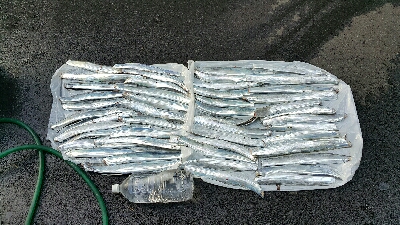 海上釣堀からの神戸タチウオ釣り