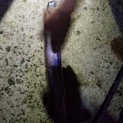 太刀魚指4本とハマチ4匹