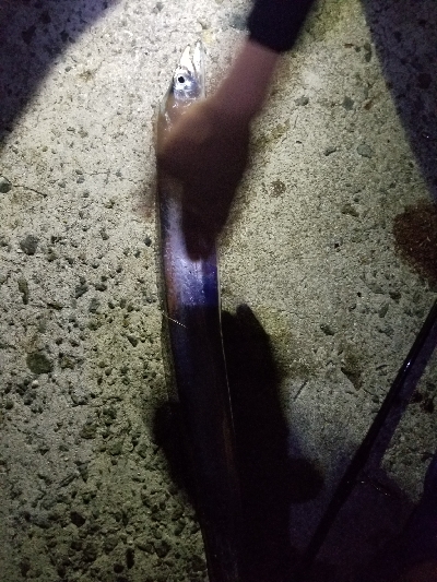 太刀魚指4本とハマチ4匹