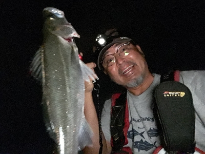 サバのなかのシーバス