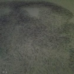 太刀魚釣り　～台風の影響？ 渋い～