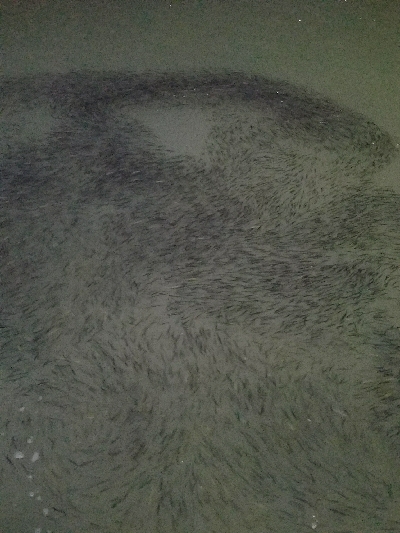 太刀魚釣り　～台風の影響？ 渋い～