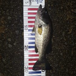 3カ月ぶりに琵琶湖