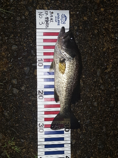 3カ月ぶりに琵琶湖