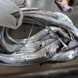 どこでもタチウオ