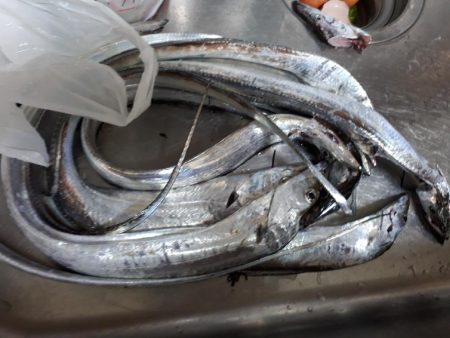 どこでもタチウオ