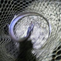 太刀魚一回り成長